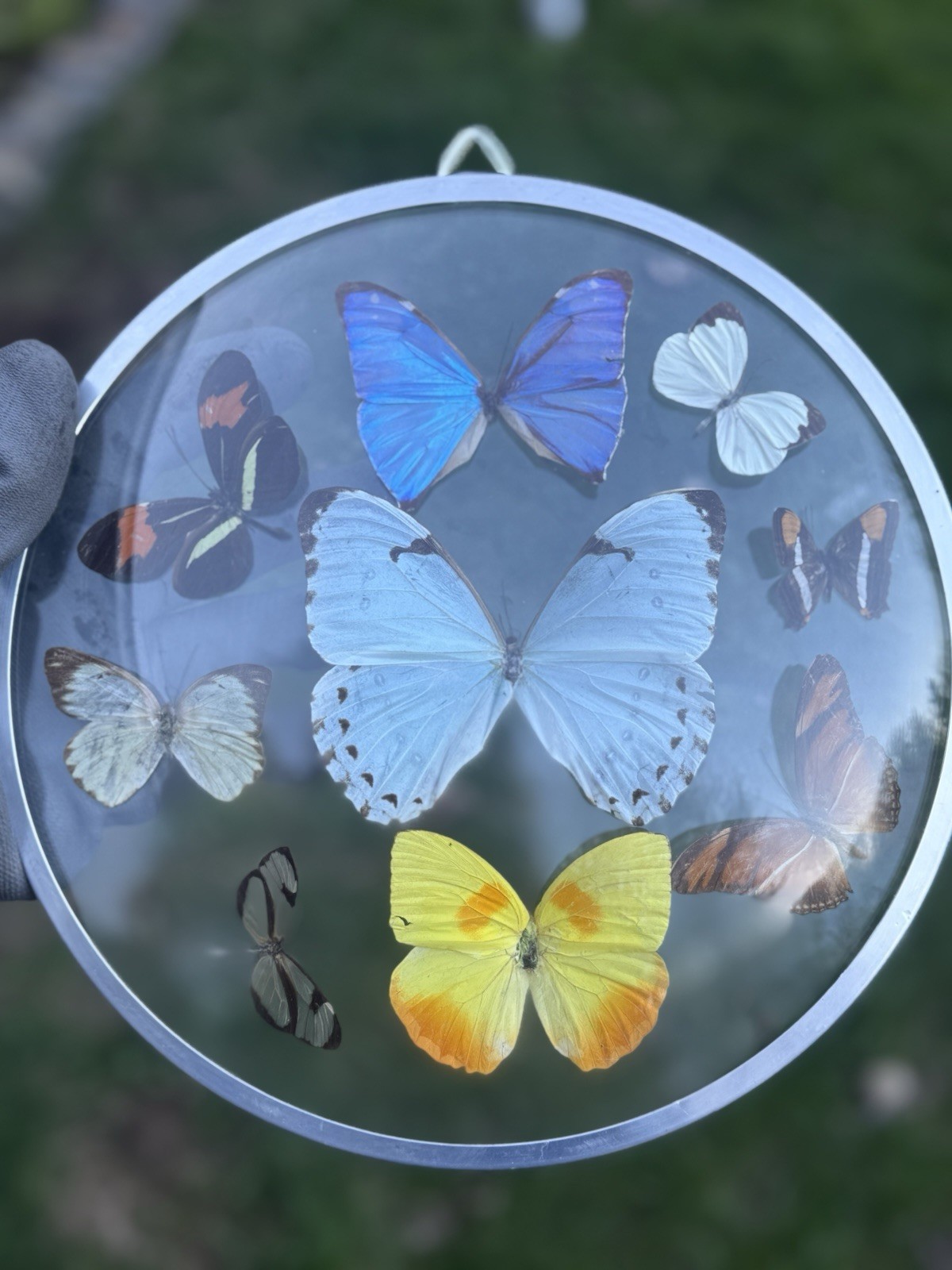 Vintage Tropical Convex Double Glass Frame - Blue Morpho Butterfly Taxidermy EUC