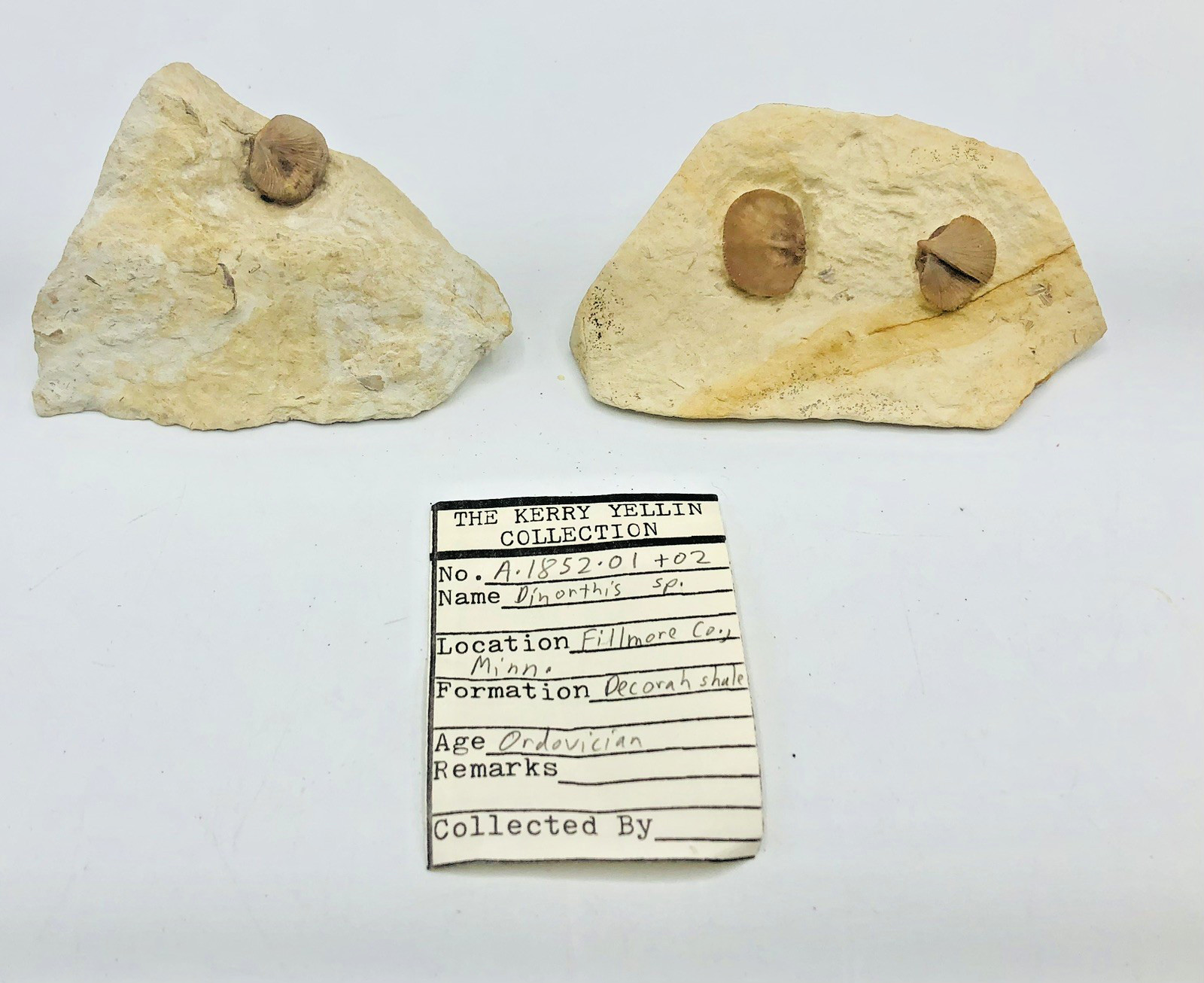 Lot 2 Brachiopods Dinorthis Ordovician Fillmore fossils Michigan Decorah Brach