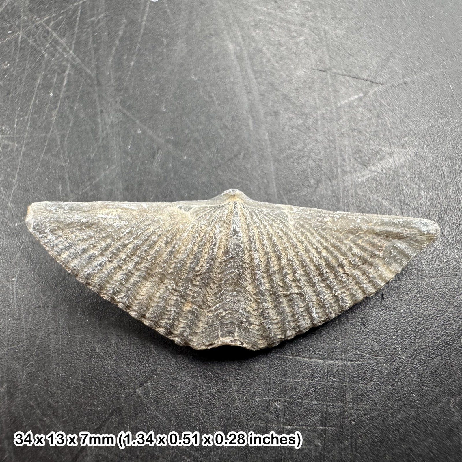 Winged brachiopod fossil (mucrospirifer thedfordensis) - middle devonian,