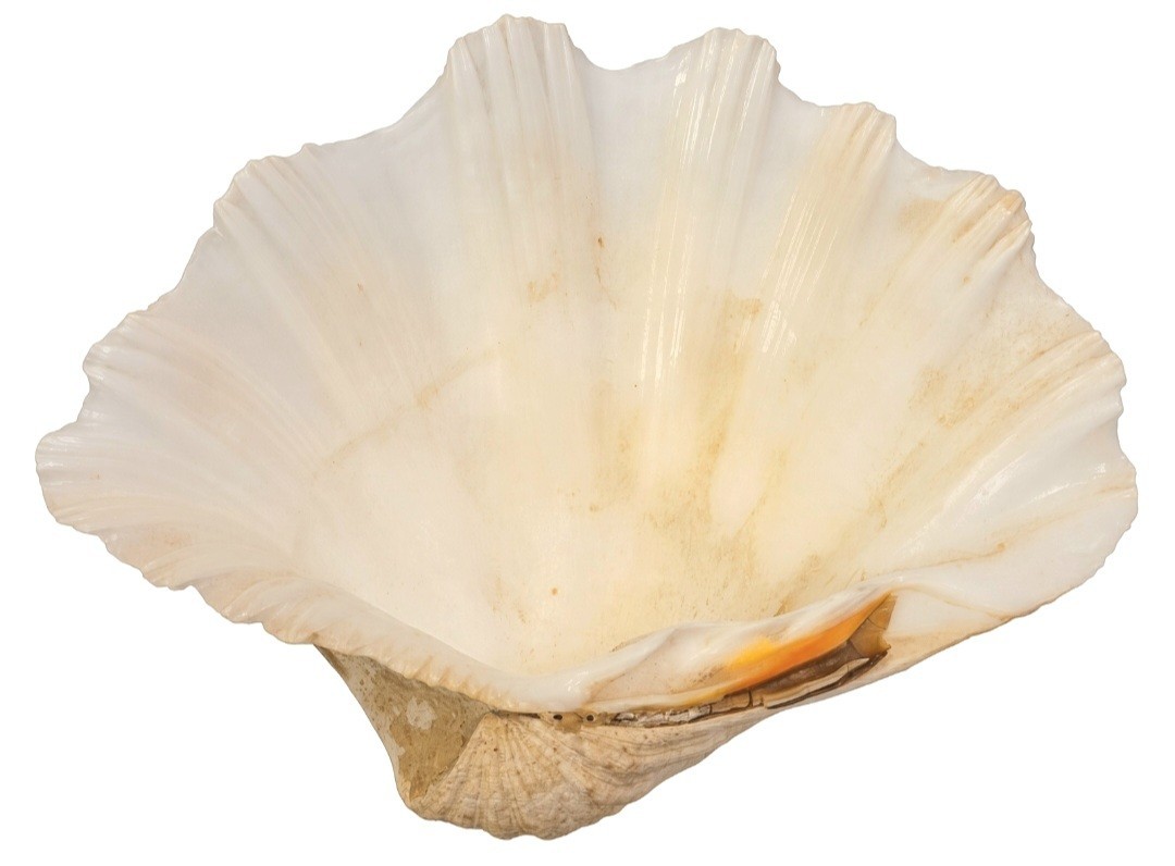 Huge Natural Giant Clam SHELL 10