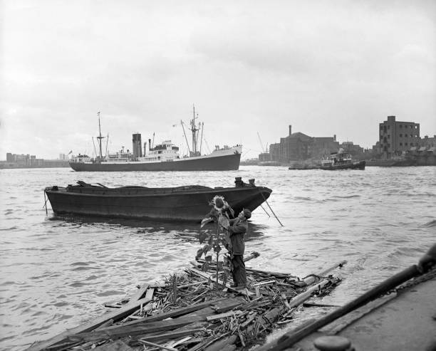 Seven foot sunflower a nine inch span grows a narrow raft Tham- 1955 Old Photo