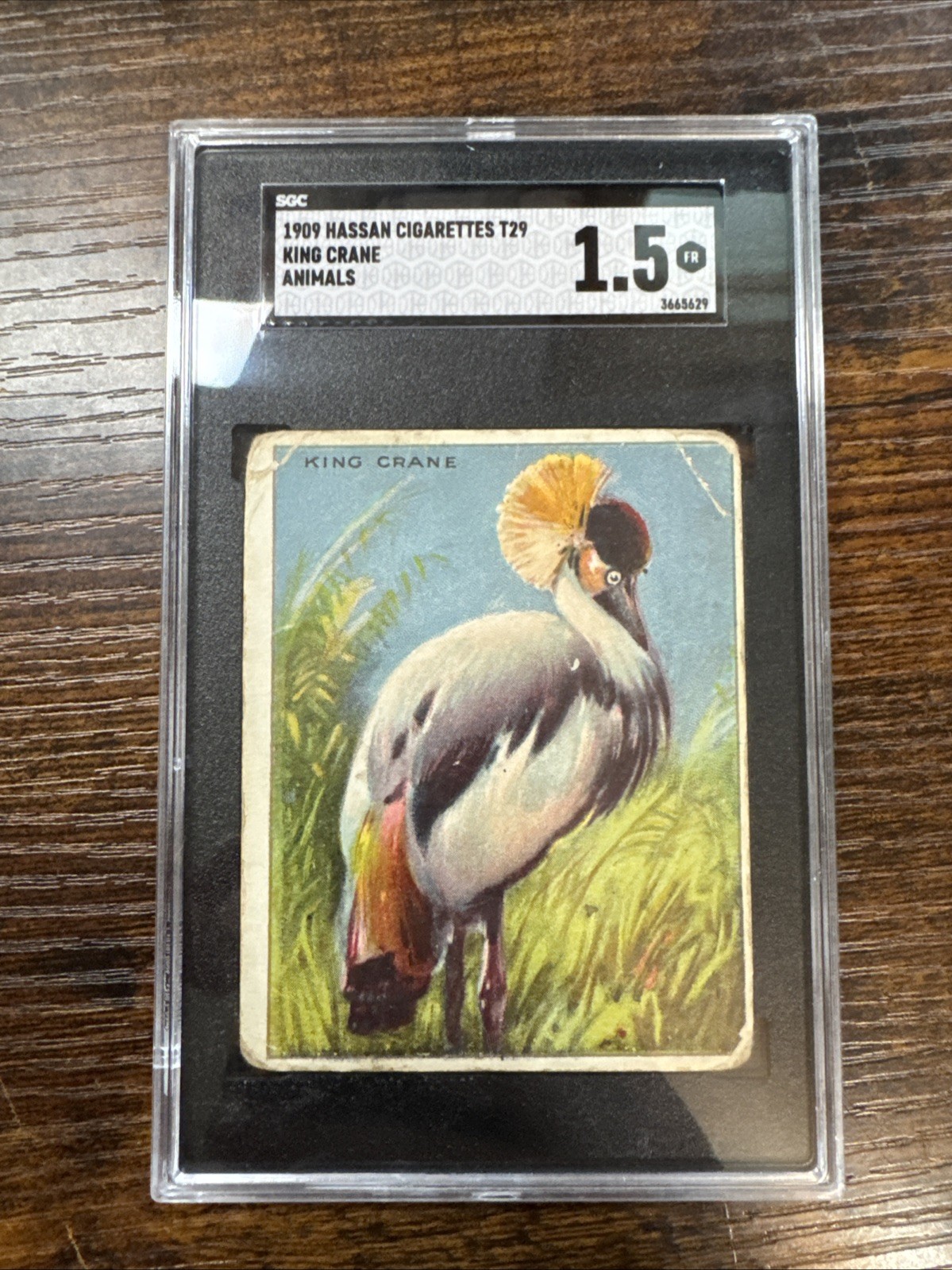 1909 t29 hassan Animals, Good Color Sgc Graded 1.5 King Crane