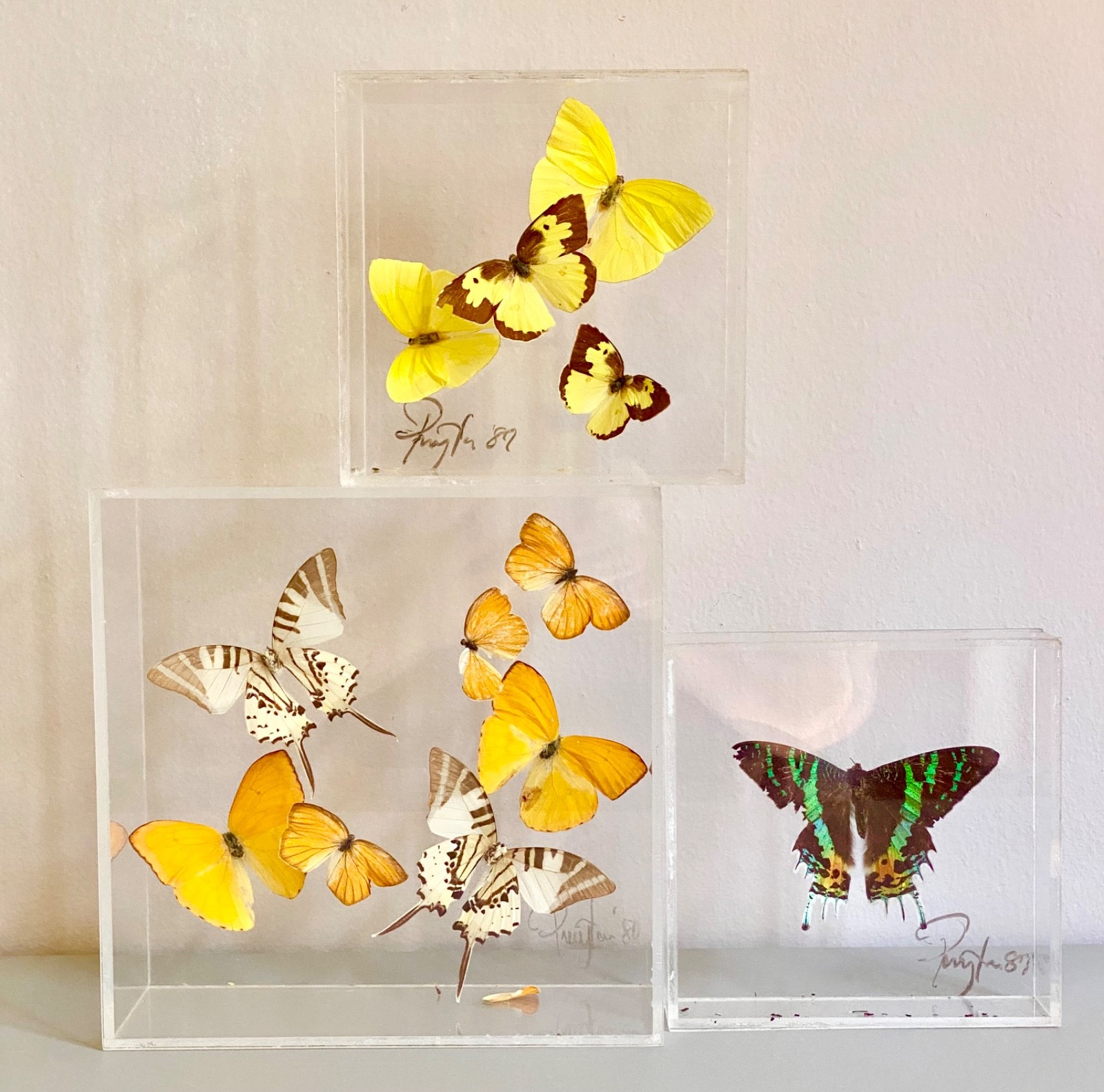 VTG Paul Purington 12 Butterfly, set of 3 Acrylic Display Taxidermy Diorama