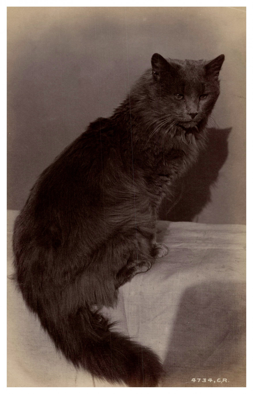 Charles Reed, Study of'Animals, Cat Vintage Albumen Print Albumen Print