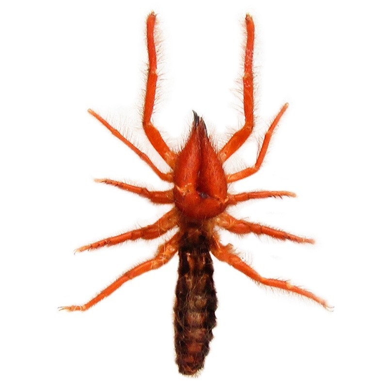 Dinorhax rostrumpsittaci giant red camel spider Vietnam PACKAGED