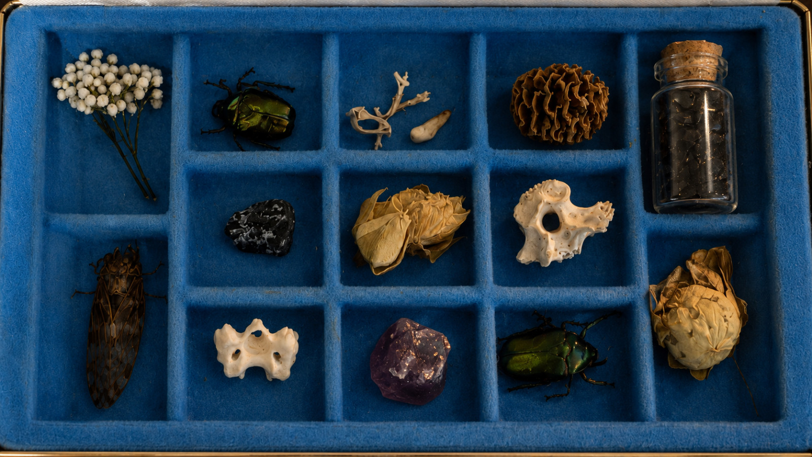 Le Cabinet des Curiosités — The Cabinet of Curiosities