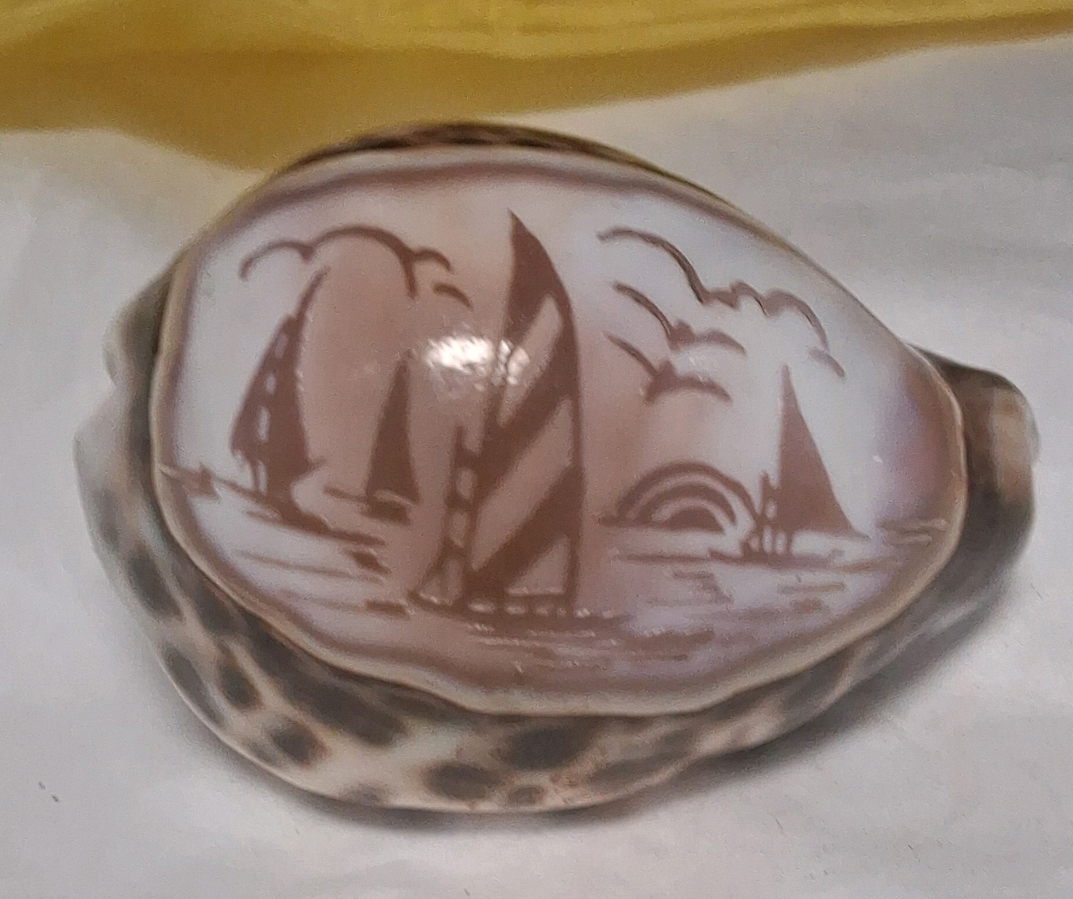Key Largo Tiger Cowrie Hand Carved 3\ Key Largo Tiger Cowrie Hand Carved 3\