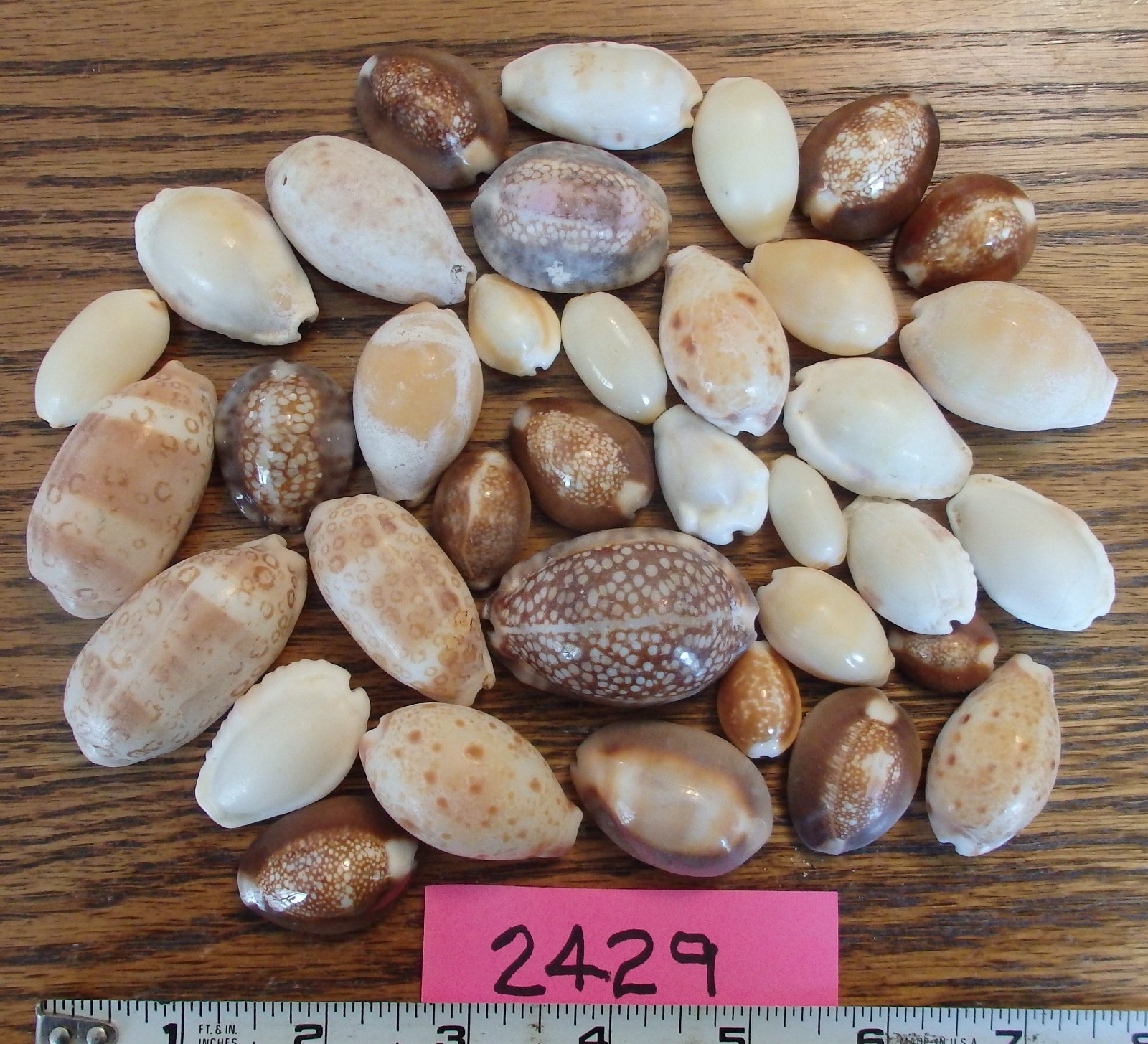 Lot Of 36 Tiger Cowrie Seashells (Cypraea tigris) varying sizes (#2429)