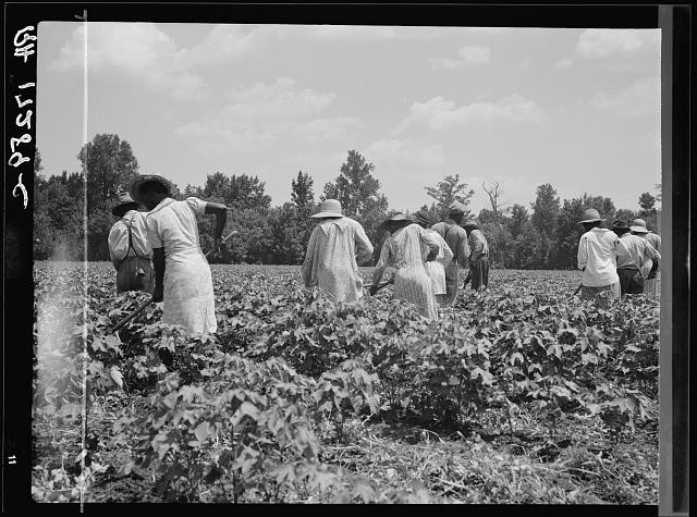 Photo:Mississippi Delta Cotton Hoers 1937 Field Workers