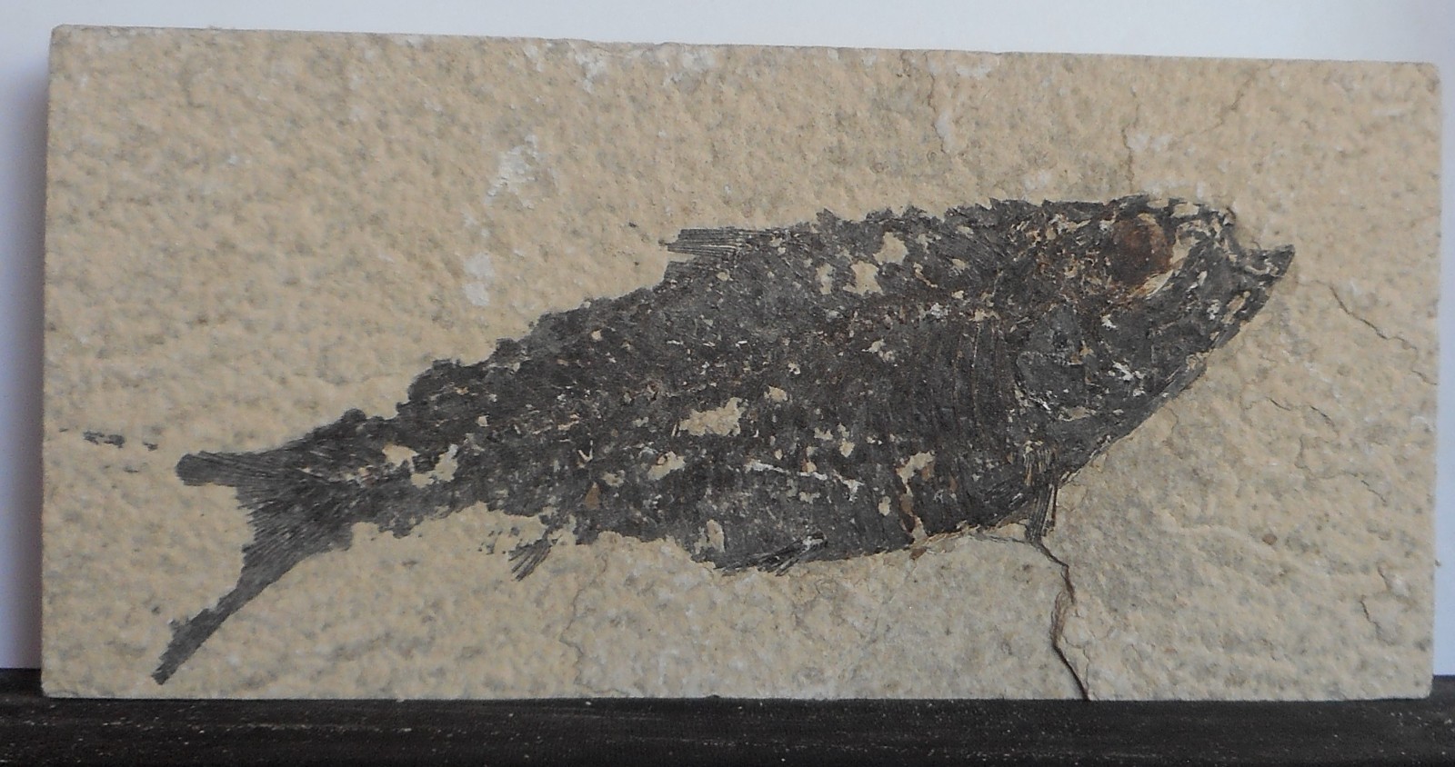 Fossil Fish . Wyoming Green River Formation . Dino . 50 Million Years. 5\ Fossil Fish . Wyoming Green River Formation . Dino . 50 Million Years. 5\