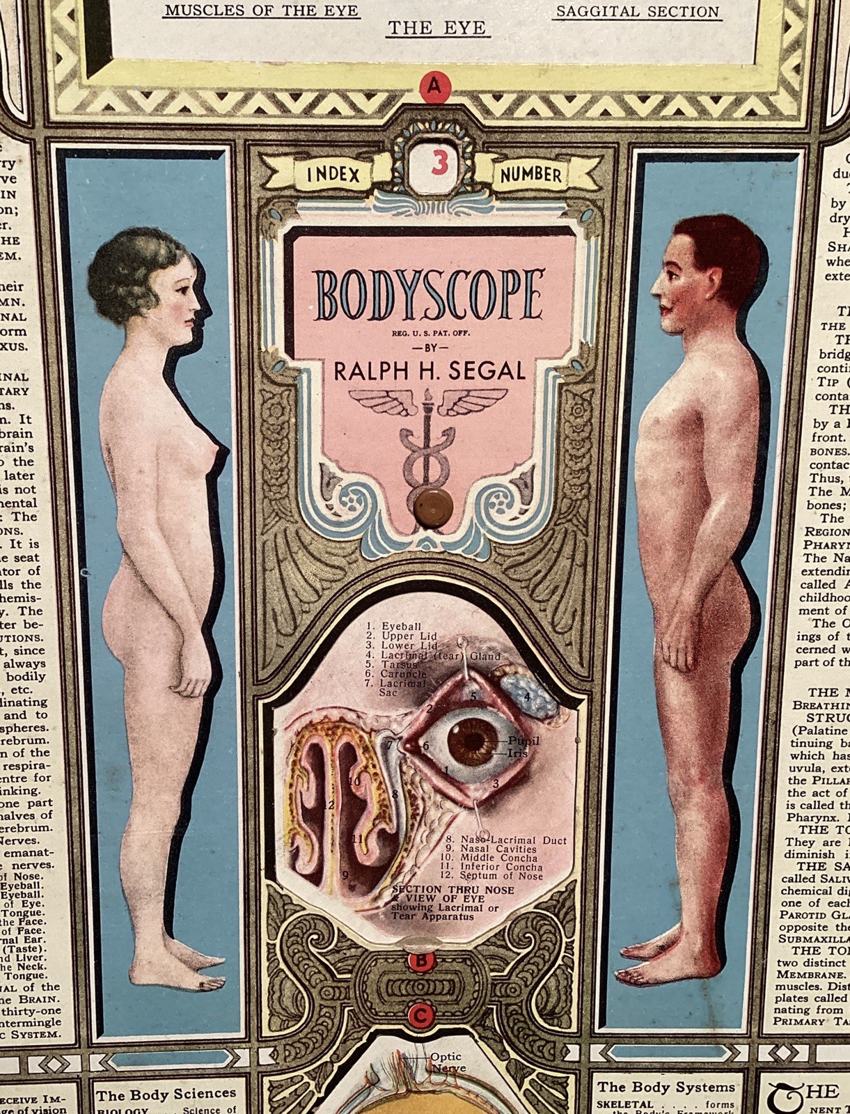 Antique Anatomy Chart From A Folio Titled: Body Scope By Ralph H.  Segal