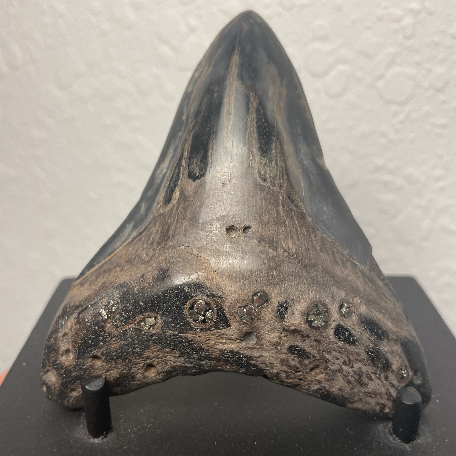 Megalodon Tooth Real Shark Tooth Fossil 3.6” Polished Pyrite Inlay