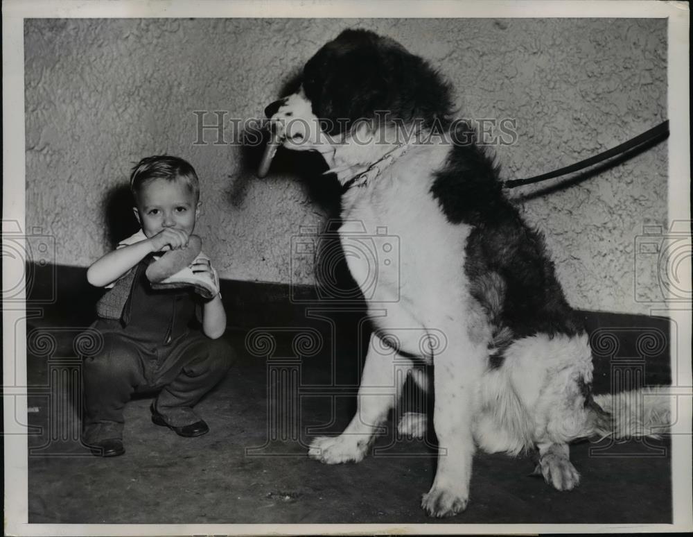 1948 Press Photo Chicago Donald Bechan age 5 & Bronzo a St Bernard st show