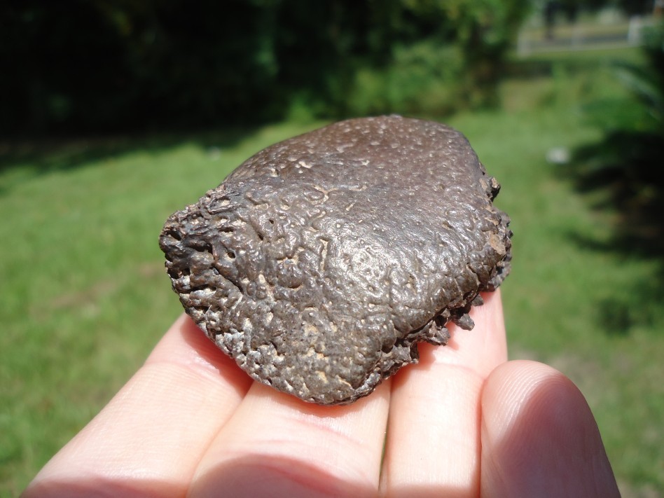 TOP QUALITY GLYPTODON SPIKE SCUTE FLORIDA FOSSILS ICE AGE EXTINCT ARMADILLO BONE TOP QUALITY GLYPTODON SPIKE SCUTE FLORIDA FOSSILS ICE AGE EXTINCT ARMADILLO BONE