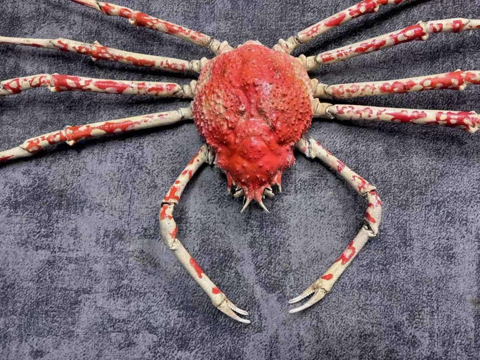 Rare Large Japanese Spider Crab Taxidermy Cleaned & Filled, 1.55M Leg Span