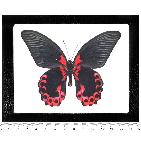Papilio rumanzovia REAL FRAMED BUTTERFLY RED PINK PHILIPPINES