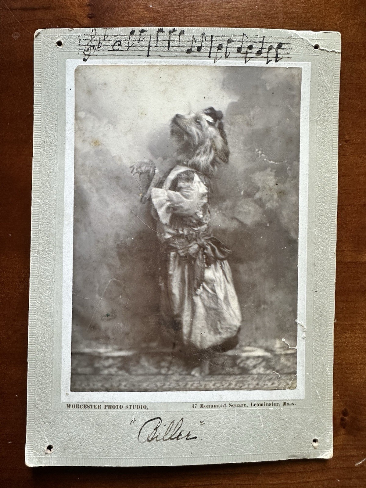 Amazing 1900s Dancing Dog Antique Photo Worcester Massachusetts Circus Unusual