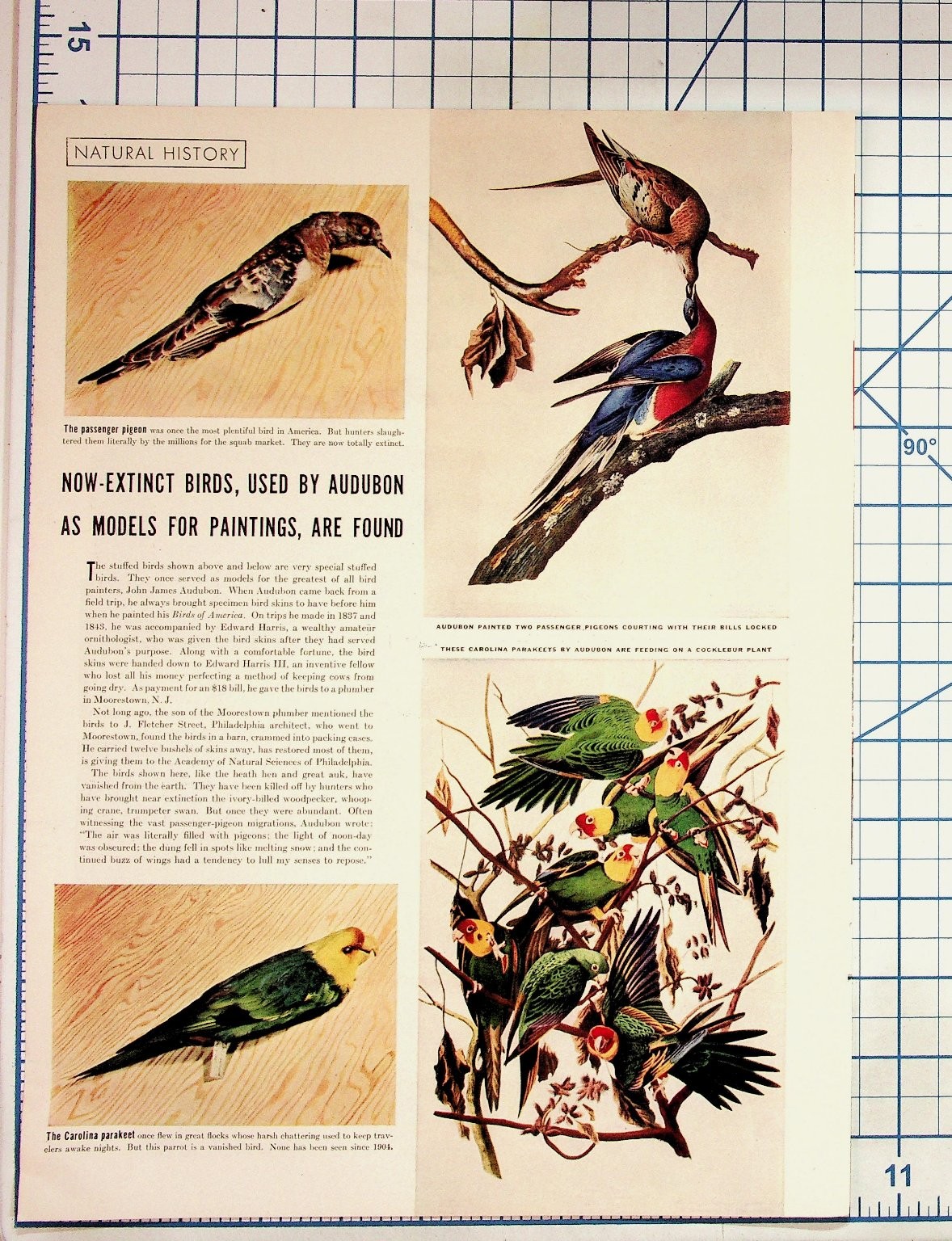 Audubon Extinct Birds Passenger Pigeon Carolina Parakeet Natural History Print