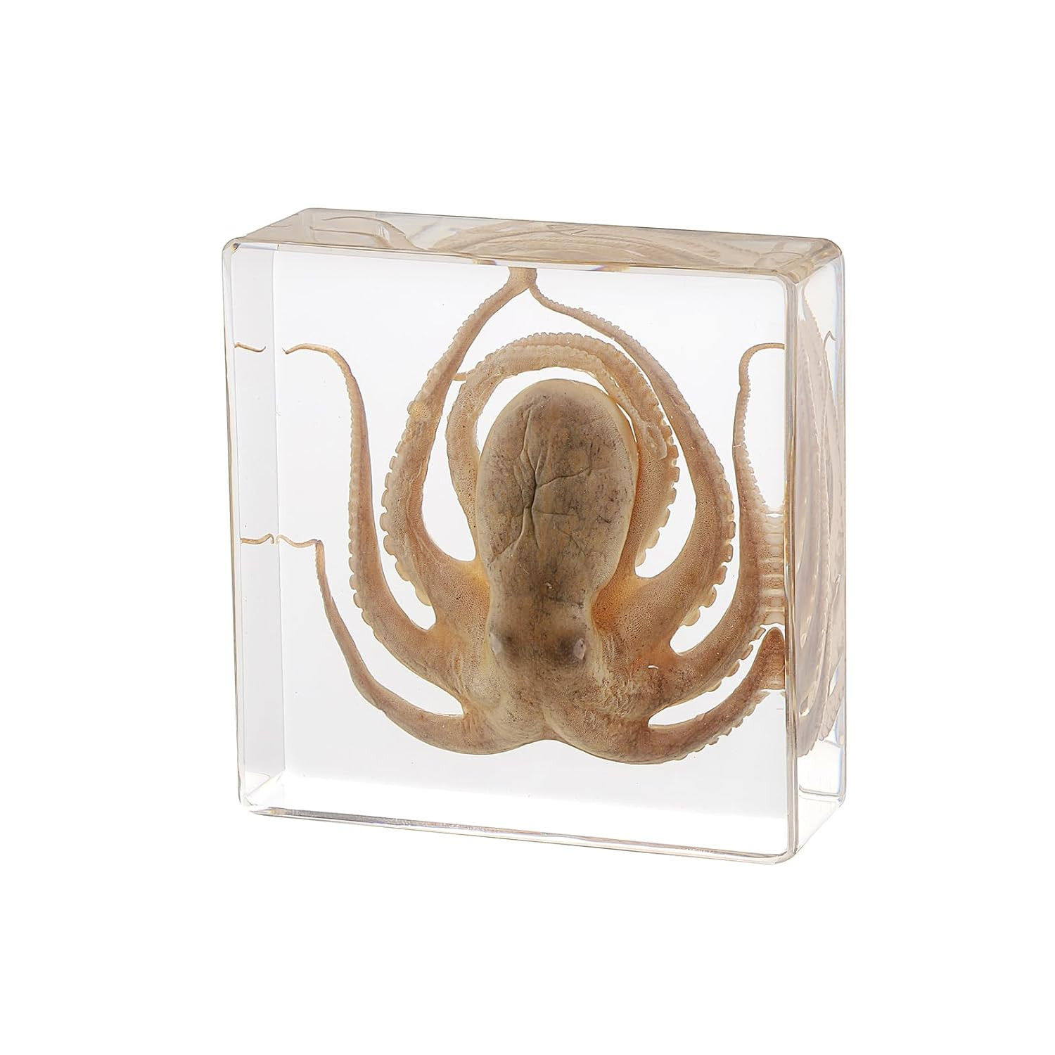 Taxidermy Octopus, Real Octopus Specimens Animal Specimen in Resin for Science