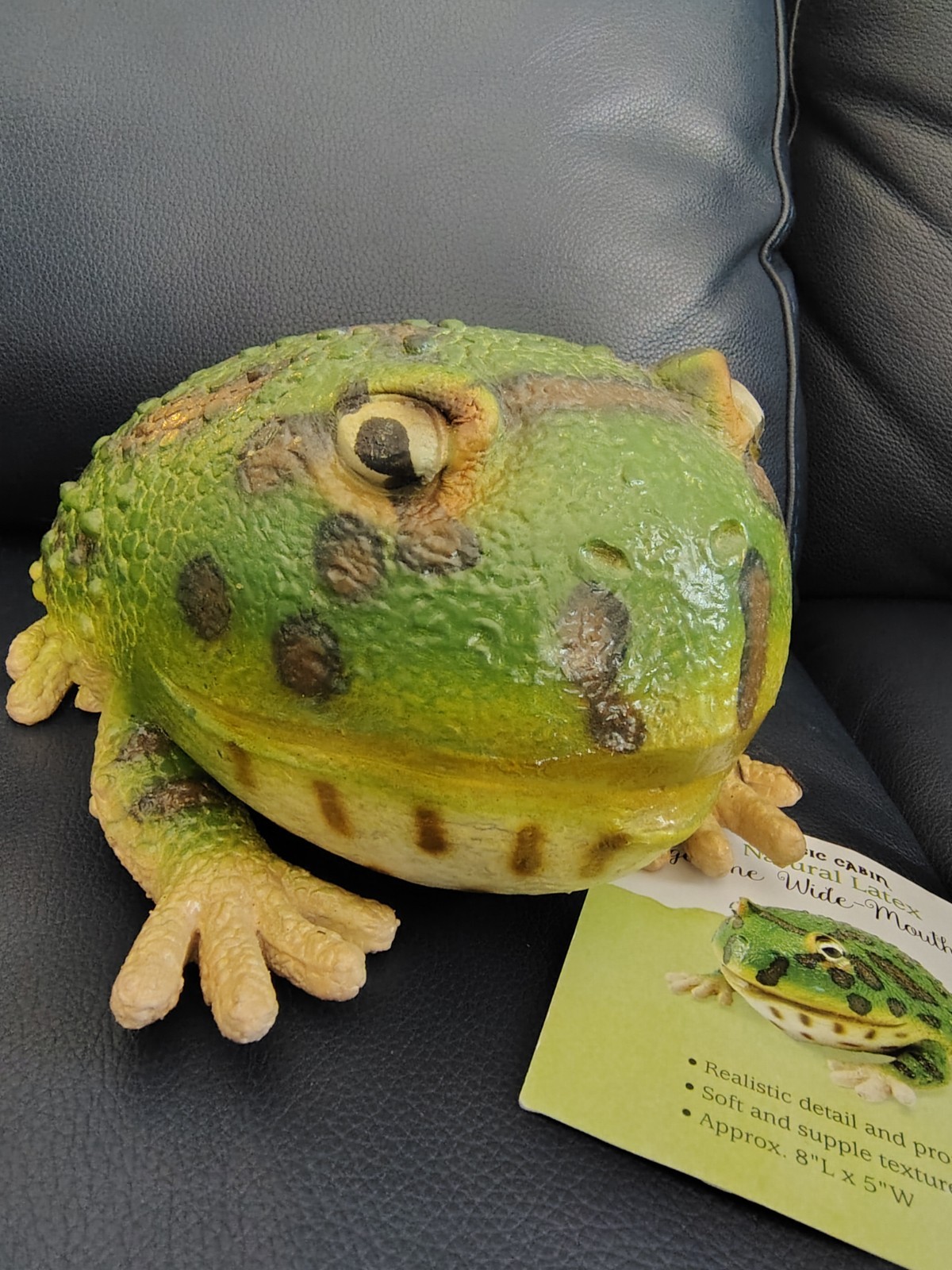 Argentine Wide-Mouth Frog. Magic Cabin Natural Latex 8\ Argentine Wide-Mouth Frog. Magic Cabin Natural Latex 8\