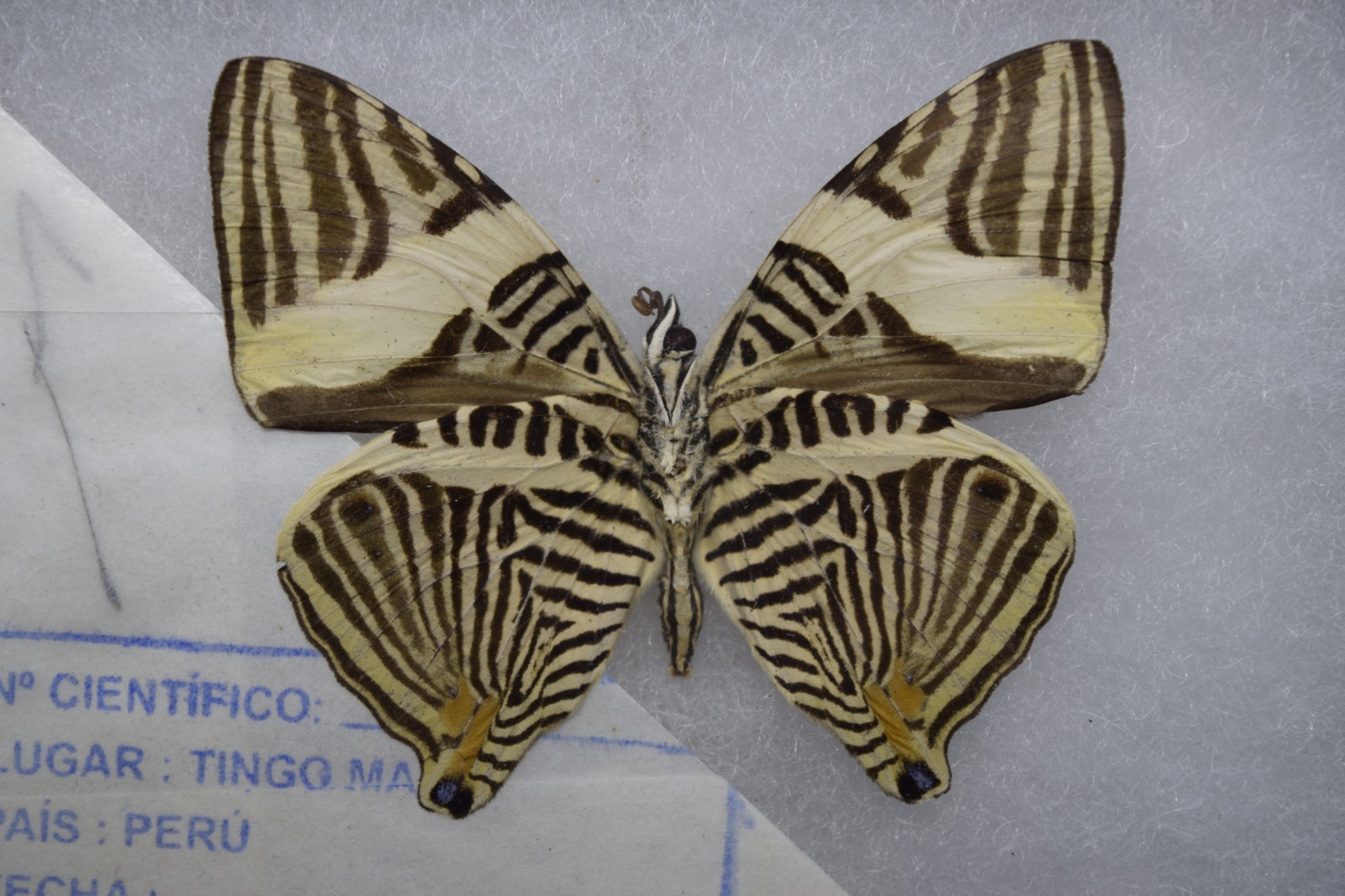 Colobura dirce Tiger Stripe Butterfly Peru Mounted Framed Butterfly Specimen