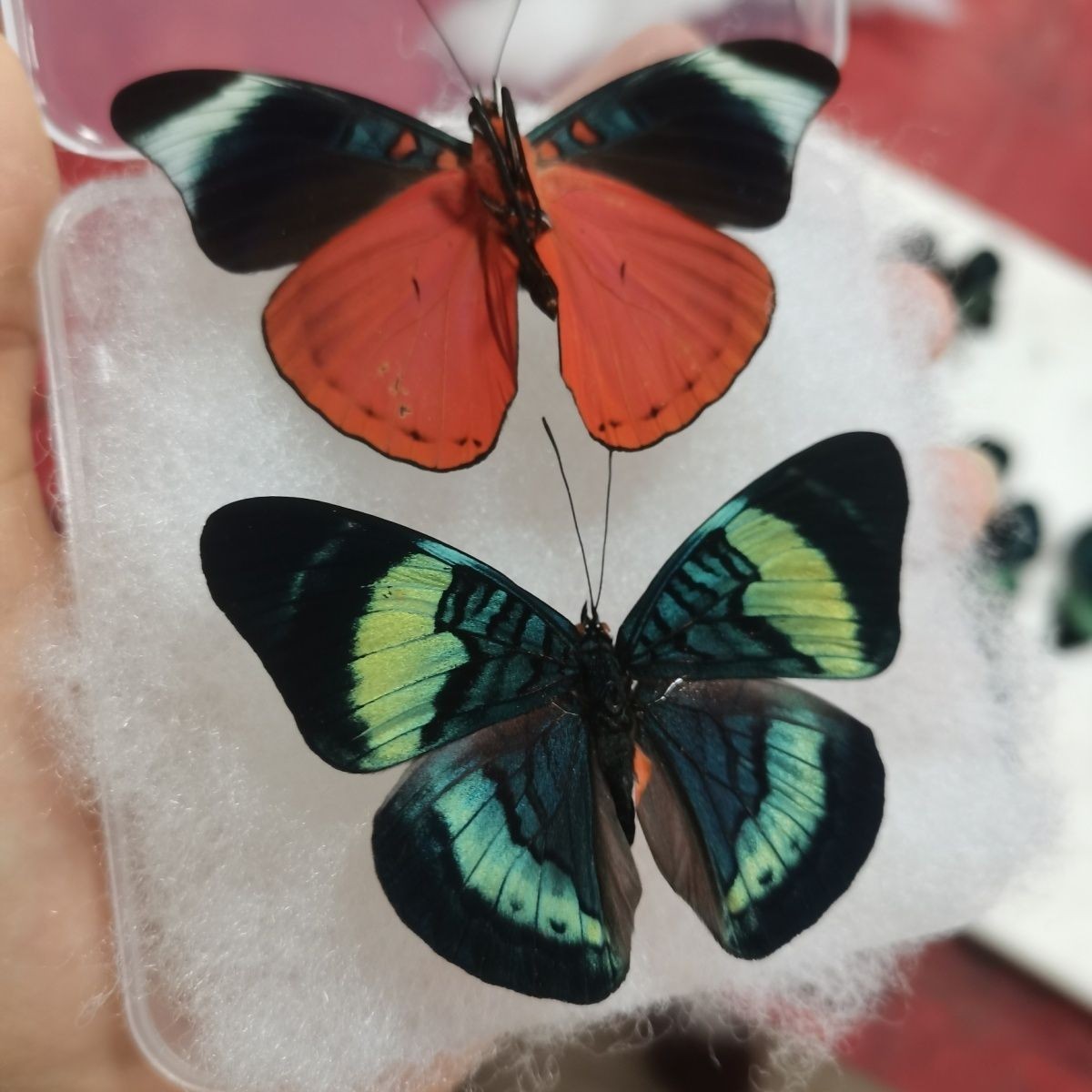 2 Real Blue Green Butterfly Specimens Spread Wings A1/A- Cotton Box