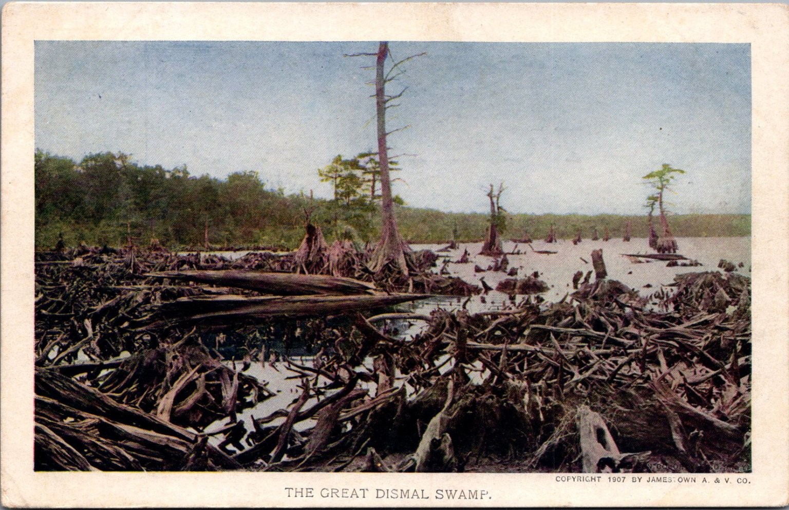 1907 Great Dismal Swamp Postcard Jamestown Exposition Souvenir Virginia NC