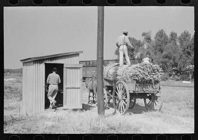 Photo:New Roads Louisiana 1938 Sugarcane Load Weighed Wagon FSA