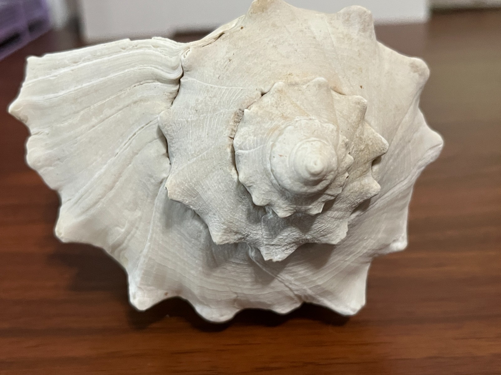Large 7.5\
