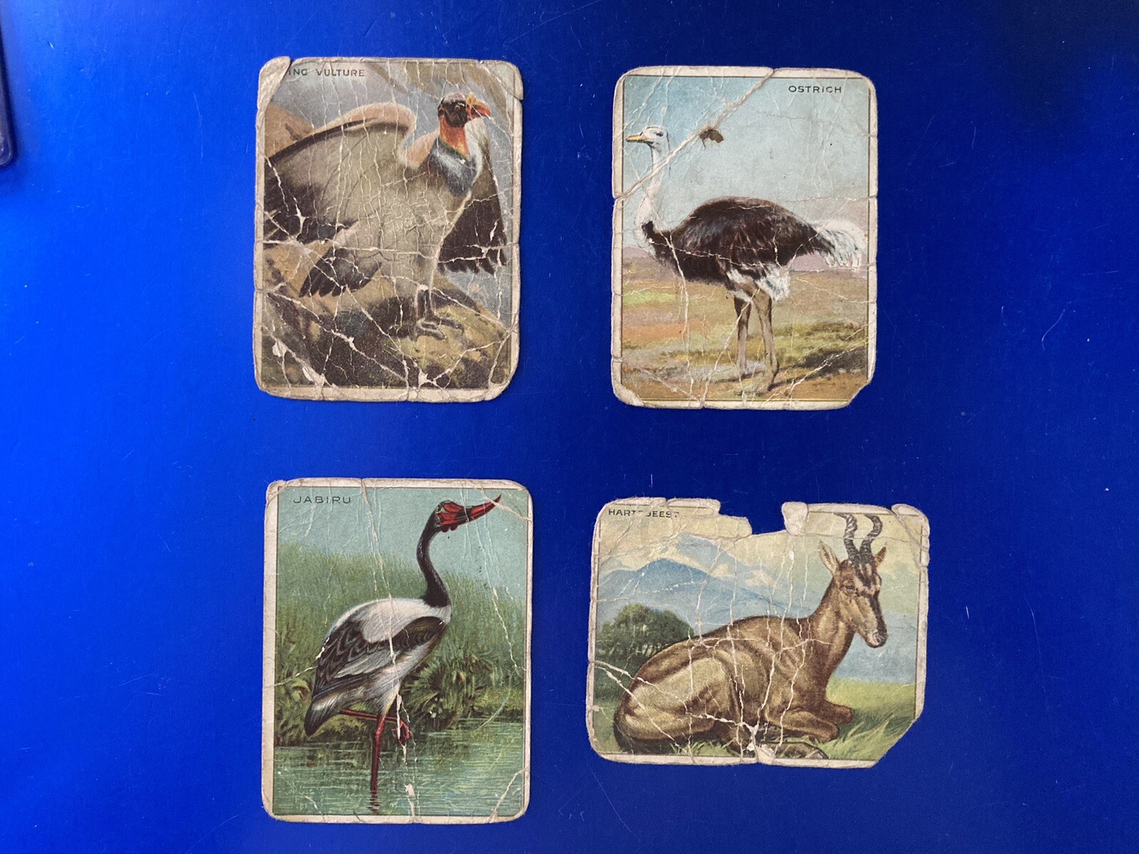 1909-11 Hassan Animals T29 Hassan King Vulture/Jabiru/Ostrich/Hartabeest