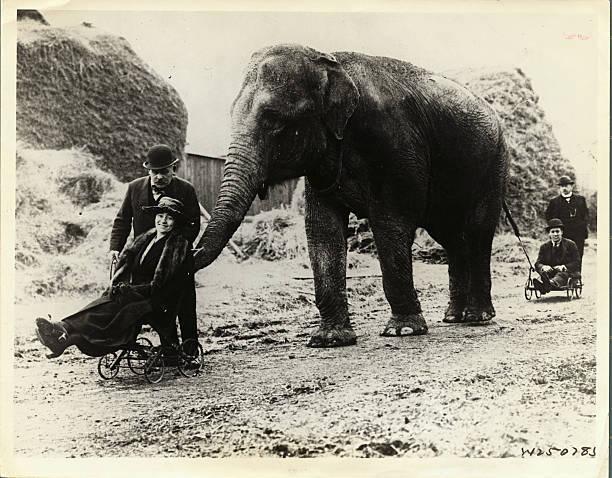 In View Of The Proposed Prohibition Of Training Animals For Public P - Old Photo