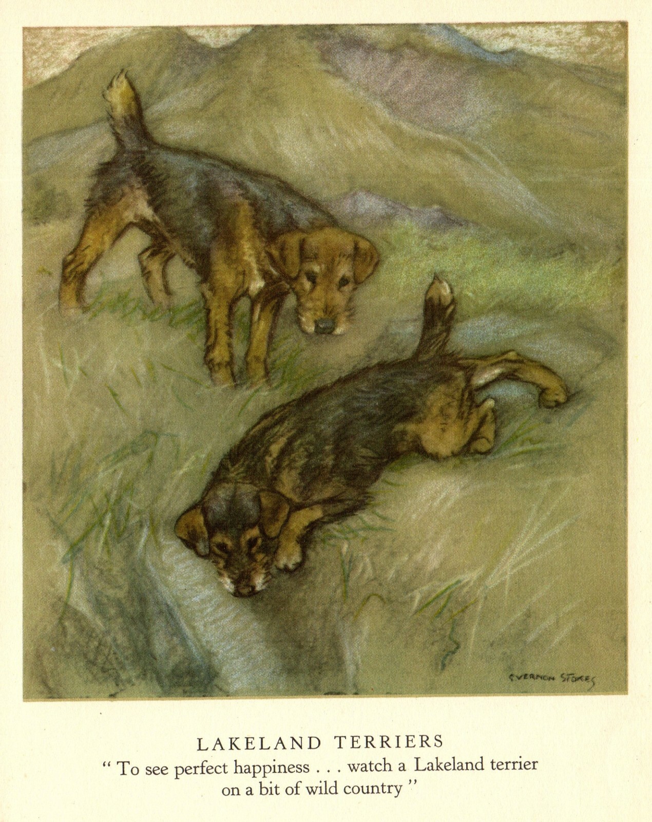 1947 Antique LAKELAND TERRIER Print Vintage Vernon Stokes Dog Art 4129p