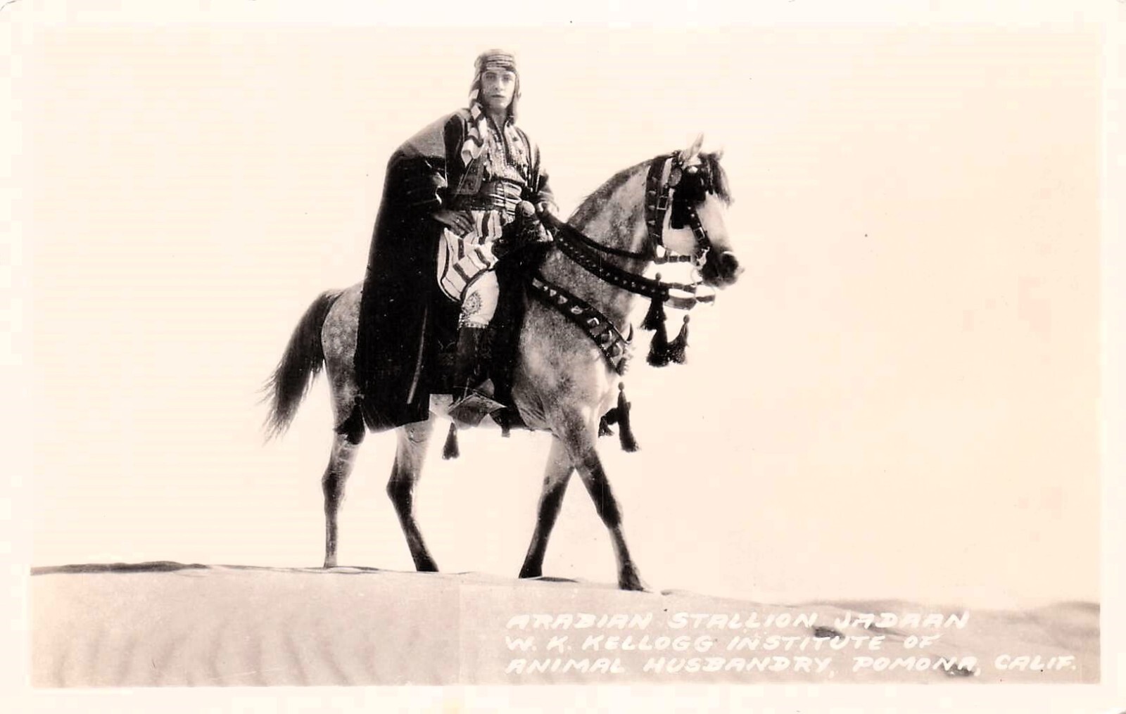 RPPC Pomona California Kellogg Arabian Horse JADAAN Stallion Photo Postcard F44