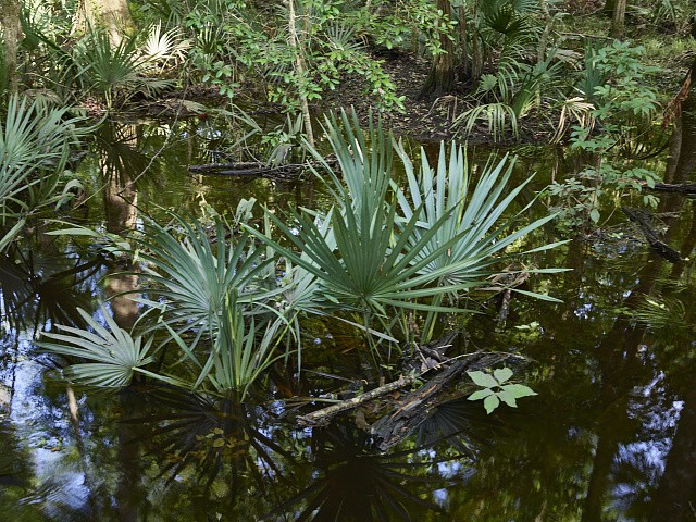 Harleyville South Carolina Audubon Center at Beidler Forest Dwarf Palmetto 2017