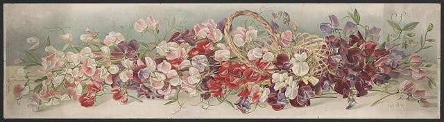 Photo:Boston Massachusetts 1898 Yard of Sweet Peas Floral Illustration