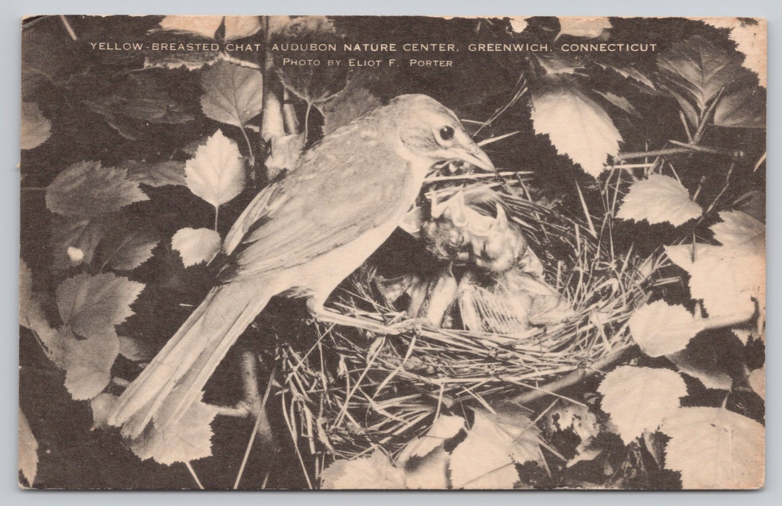 Yellow Breasted Chat Eliot Porter Audubon Greenwich Artvue Lithograph Postcard