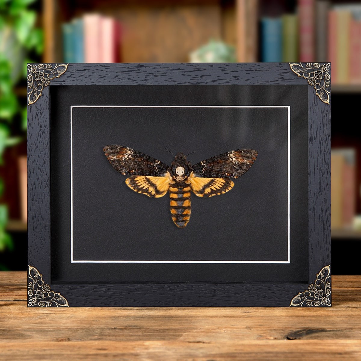 XL Death\'s Head Hawk Taxidermy Moth in in Baroque Style Frame