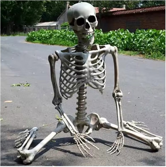 5.4ft Halloween Skeleton Full Body Life Size Skeleton Bones with Movable Joints