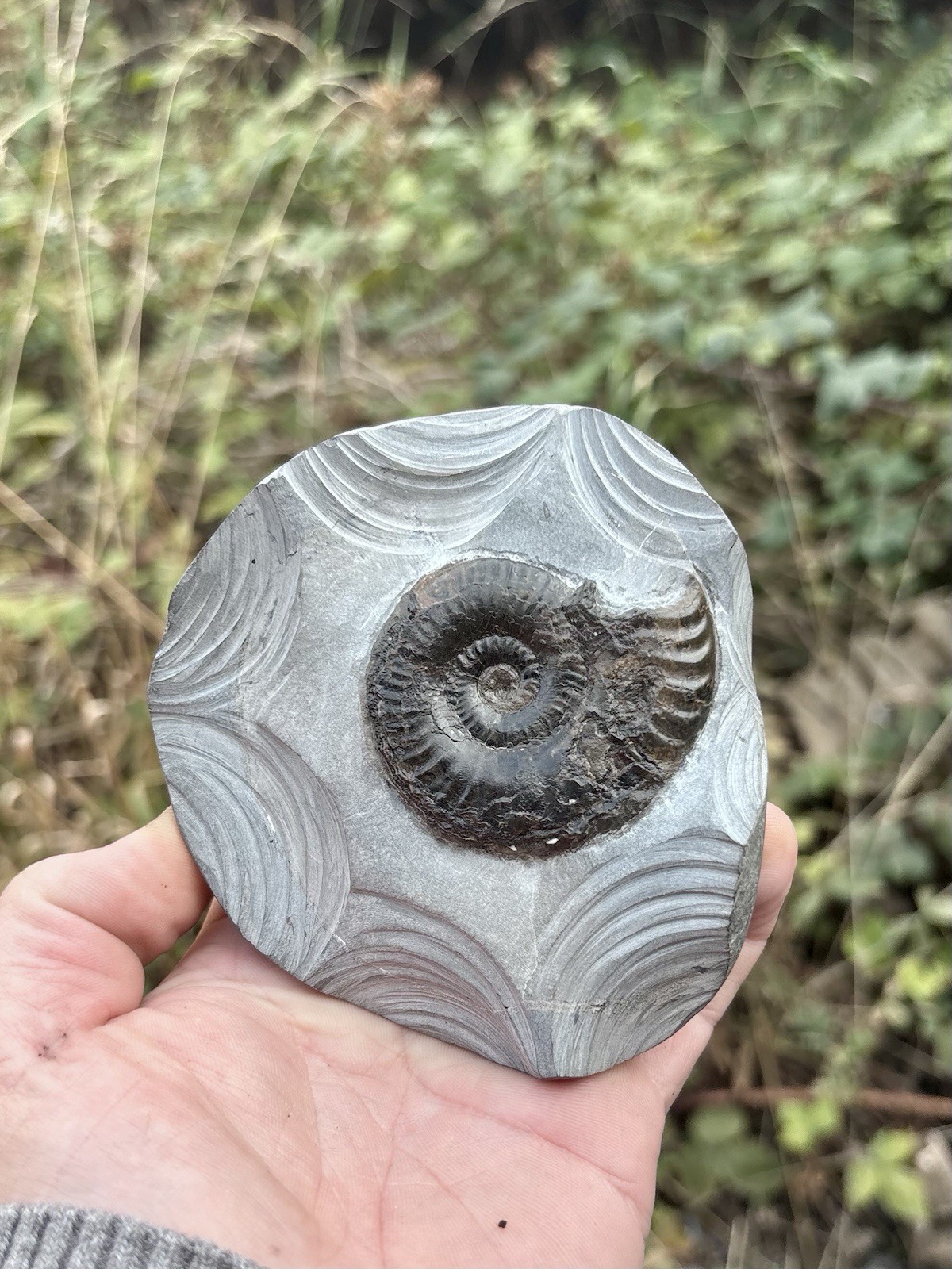 Grammoceras Sp. Jurassic Fossil Ammonite Whitby, Yorkshire Coast, England