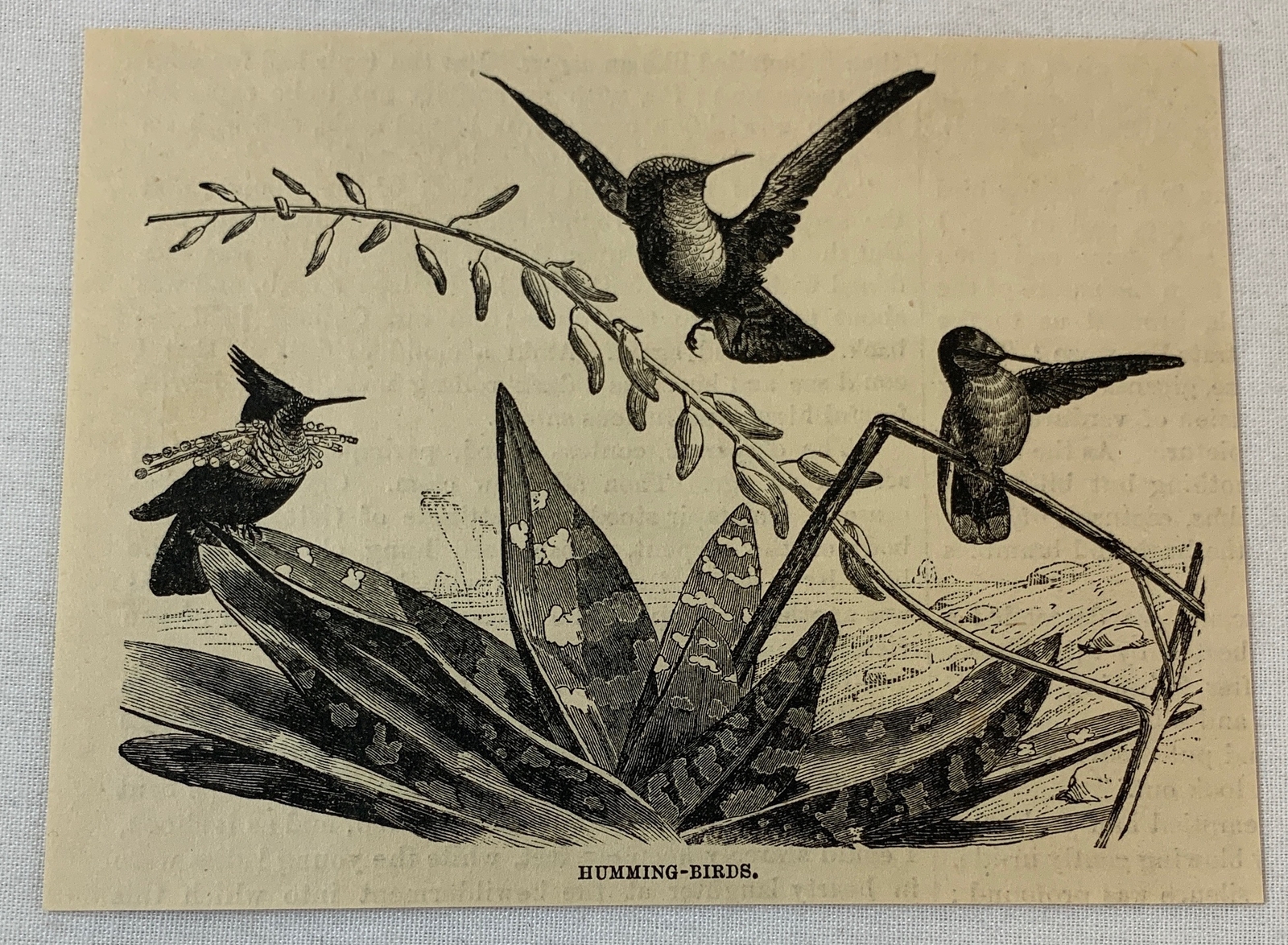 1879 magazine engraving ~ HUMMING-BIRDS