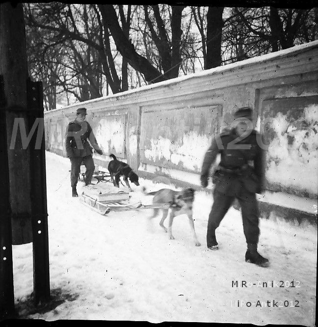 Photo negative, Pz.Pi.Btl.51, use of sled dogs, winter \'41/42, 5026-995/19