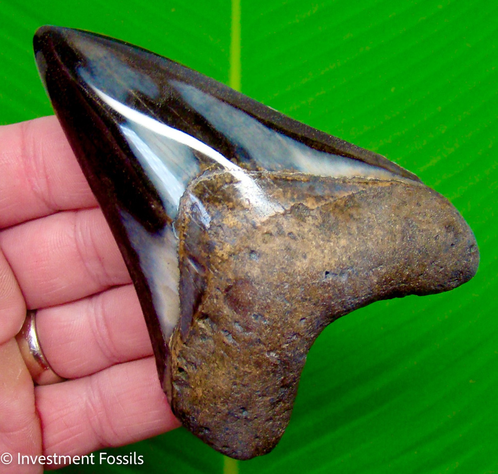 Megalodon Shark Tooth Real Fossil 4.32” BIG XL No Restorations Sharks Teeth