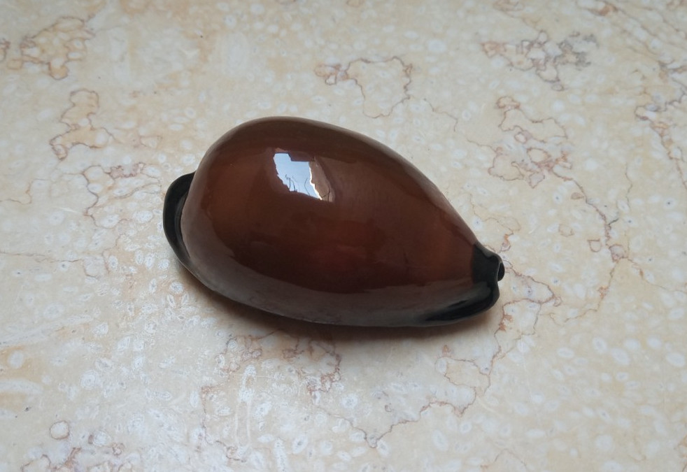 F cypraea exusta dark very rare red sea shell 73.5mm F++++ super natural glossy F cypraea exusta dark very rare red sea shell 73.5mm F++++ super natural glossy