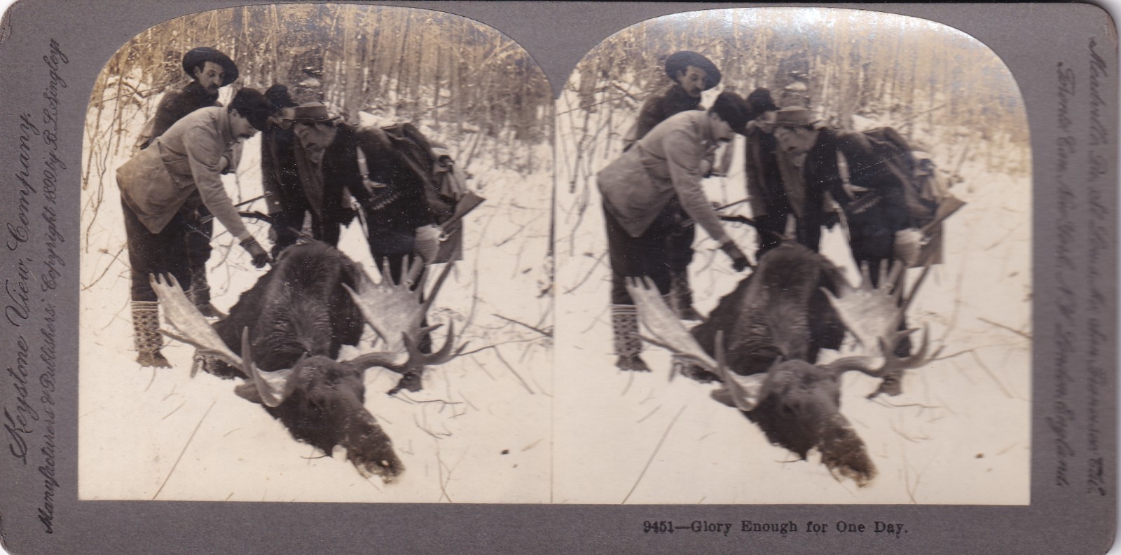 Stereoview Cards - Uncommon - Estate Liquidation Moose Shot, 1899, Glory enough Stereoview Cards - Uncommon - Estate Liquidation Moose Shot, 1899, Glory enough