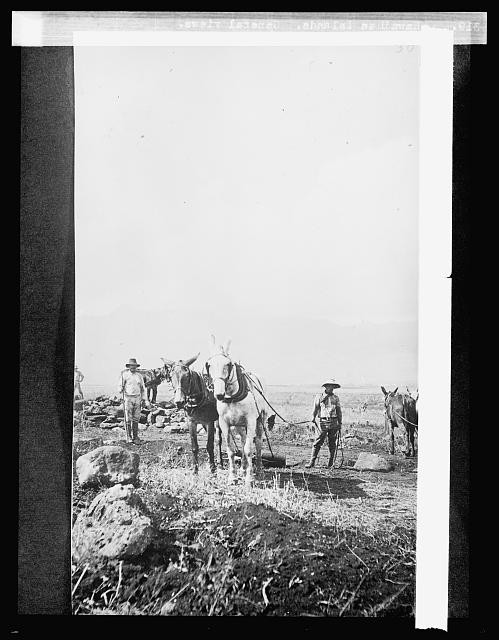 Photo:Hawaiian Islands Ranchers with Horses General View 1910s
