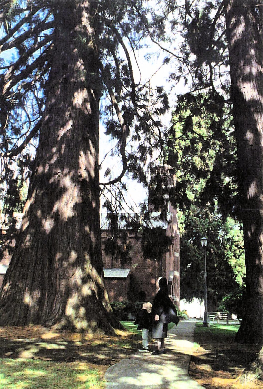 Verboort OR Oregon Historic Catholic Church Forest Grove Giant Tree Postcard 12A