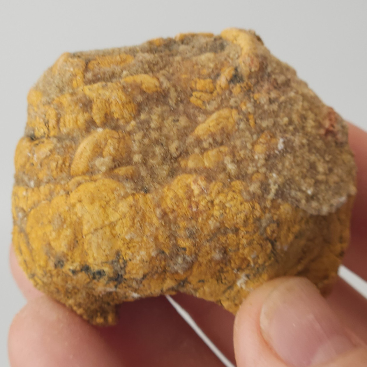 Spiral Coprolite (Fossil Poop) - Large Fish - Kem Kem Beds - Morocco 