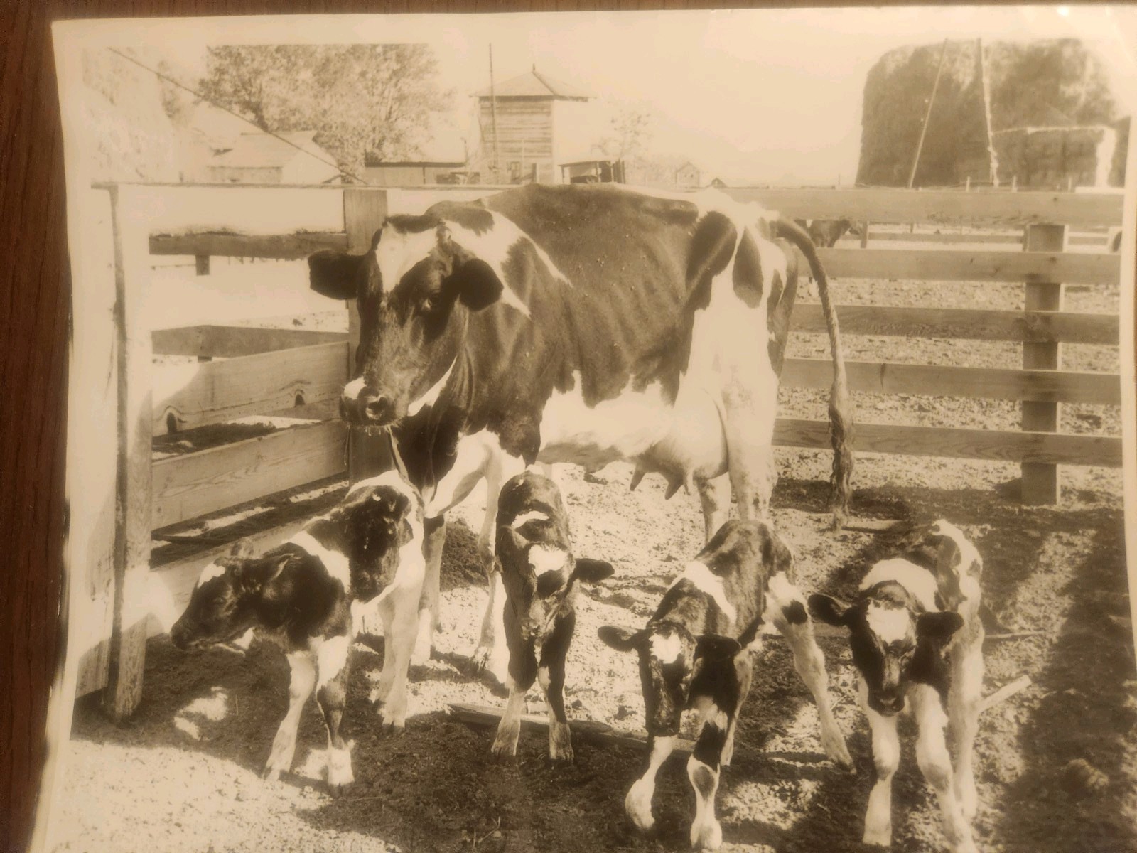 1940s Vintage Press Photo Cow Birthed 4 Calves ODD Historical
