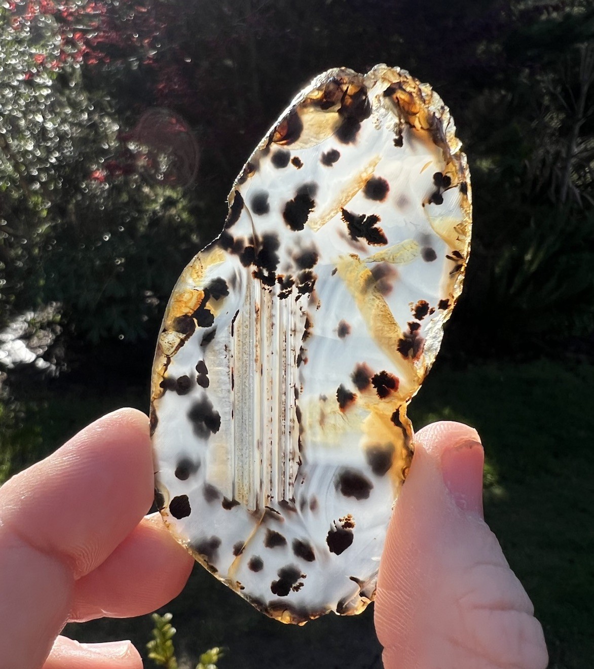 Linus Pauling Collection: AAA Montana Moss Agate Slab, 24.82g, Sliced Slab rough Linus Pauling Collection: AAA Montana Moss Agate Slab, 24.82g, Sliced Slab rough
