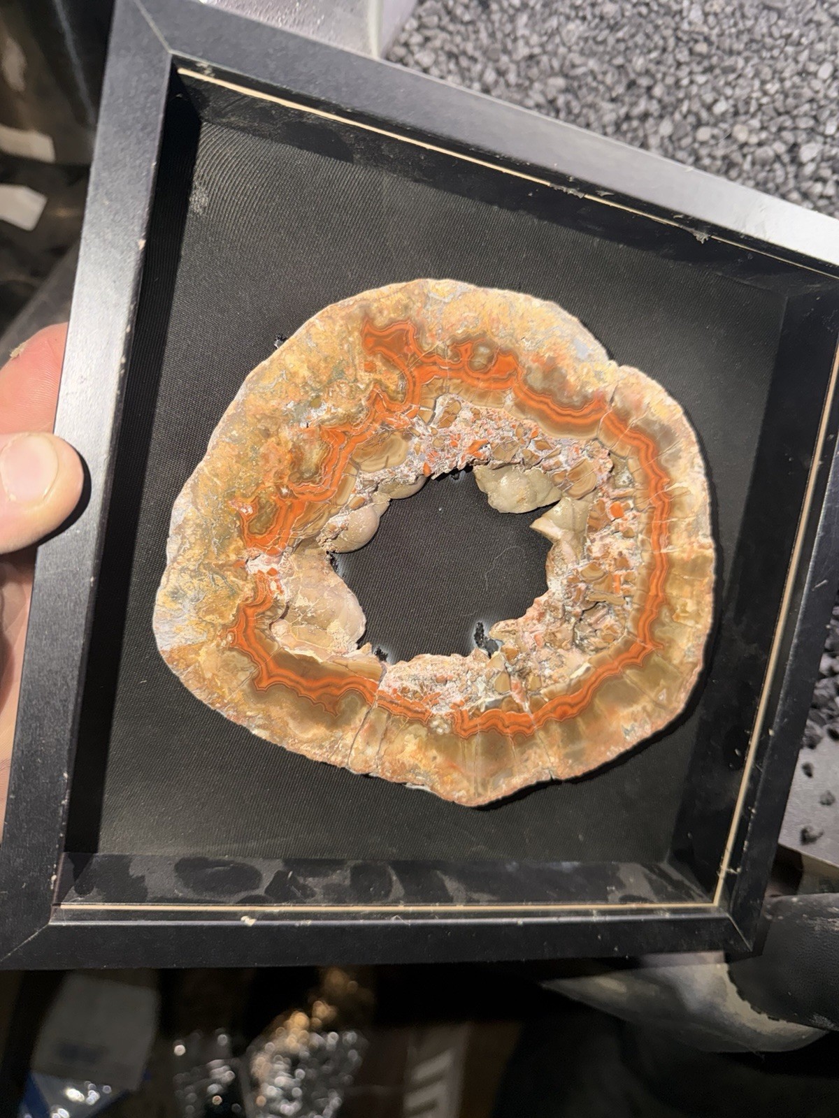 XL Imperial Kentucky Agate Specimen -Stabilized/Polished Slab Shadow Box Display
